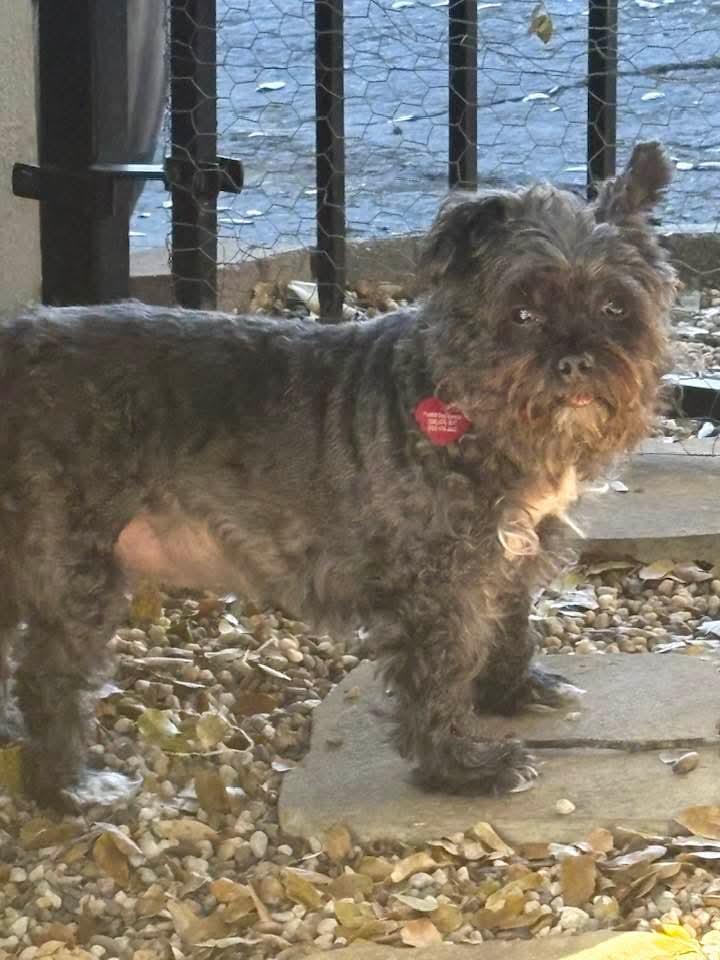 Enlarge 26Grizzly, a ADOPTABLE mixed breed in Shingle Springs, CA image 2/2