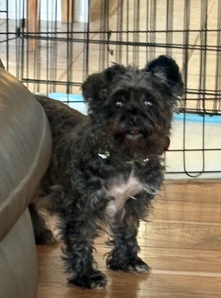26Grizzly, ADOPTABLE, Senior Female Terrier.