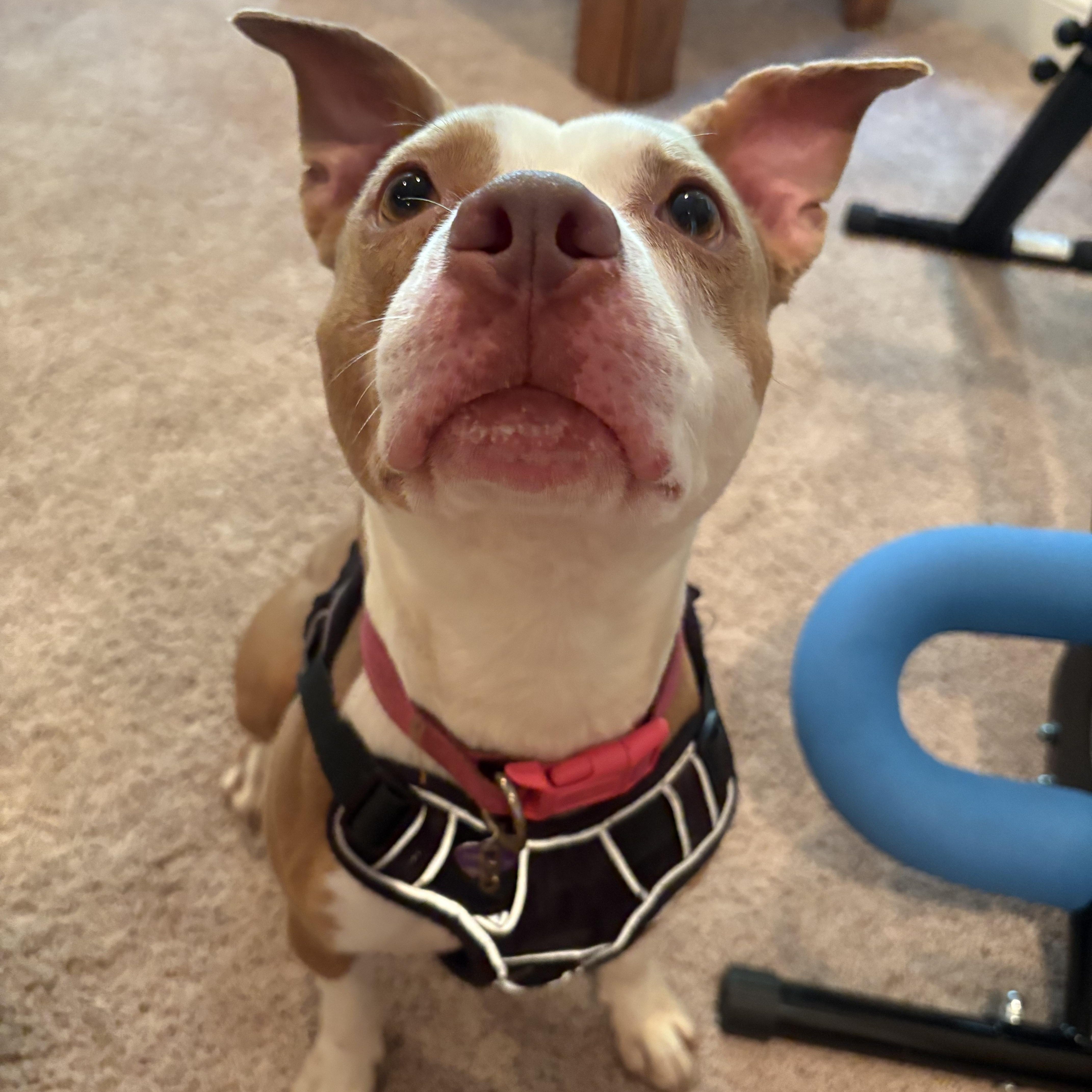 Enlarge Athena, a ADOPTABLE Terrier in St. Augustine, FL image 5/6
