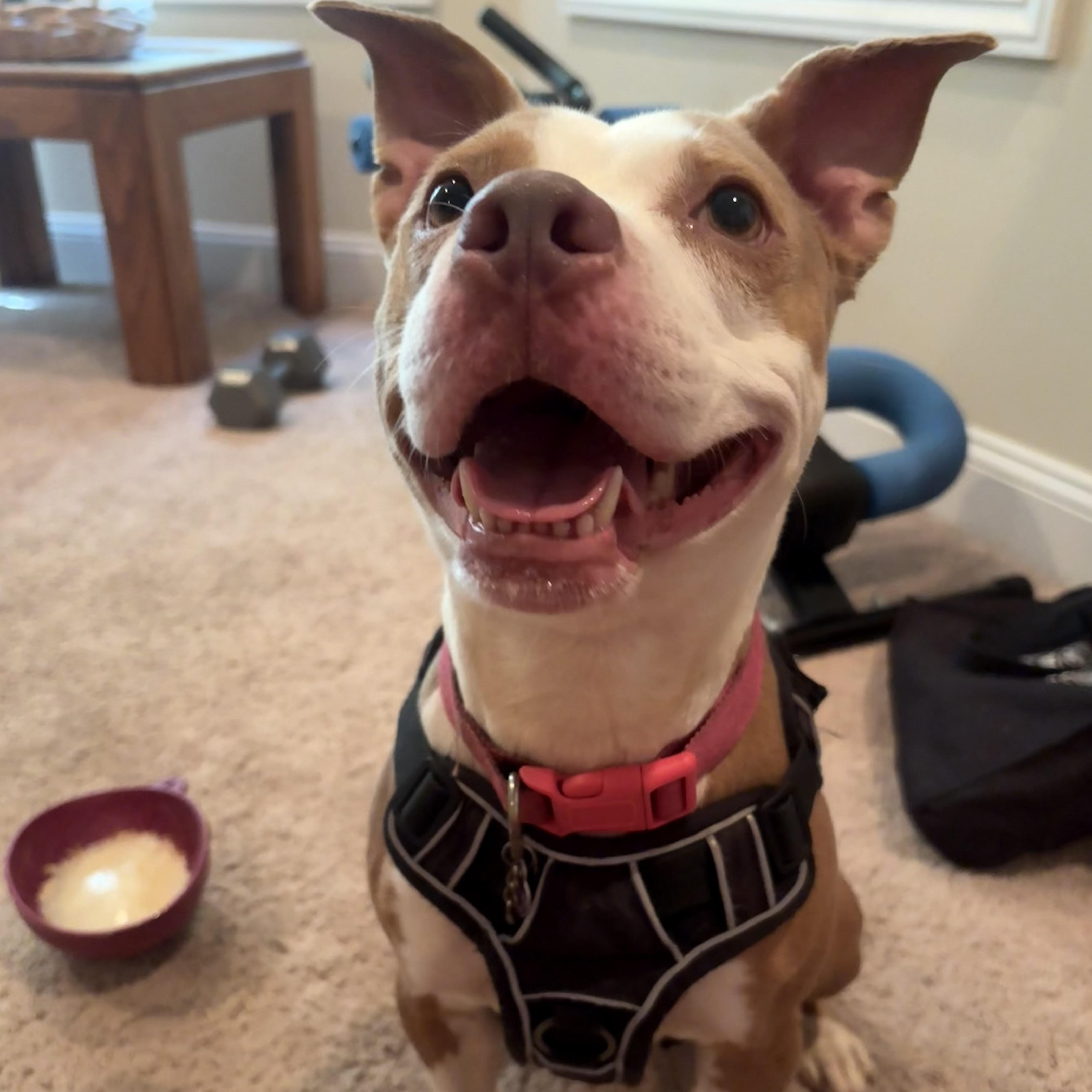 Enlarge Athena, a ADOPTABLE Terrier in St. Augustine, FL image 4/6