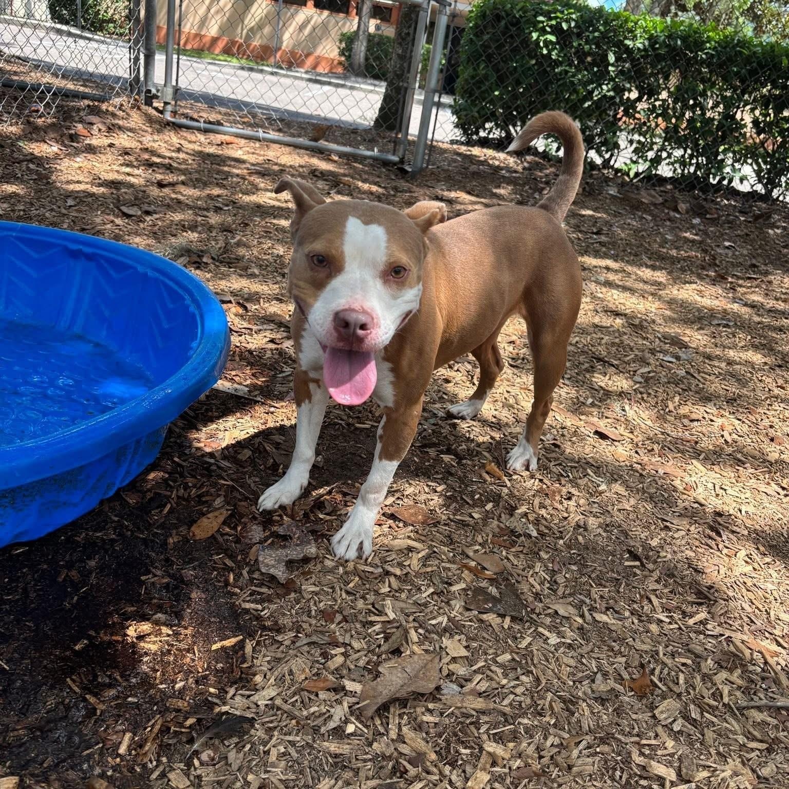 Athena, ADOPTABLE, Adult Female Terrier.