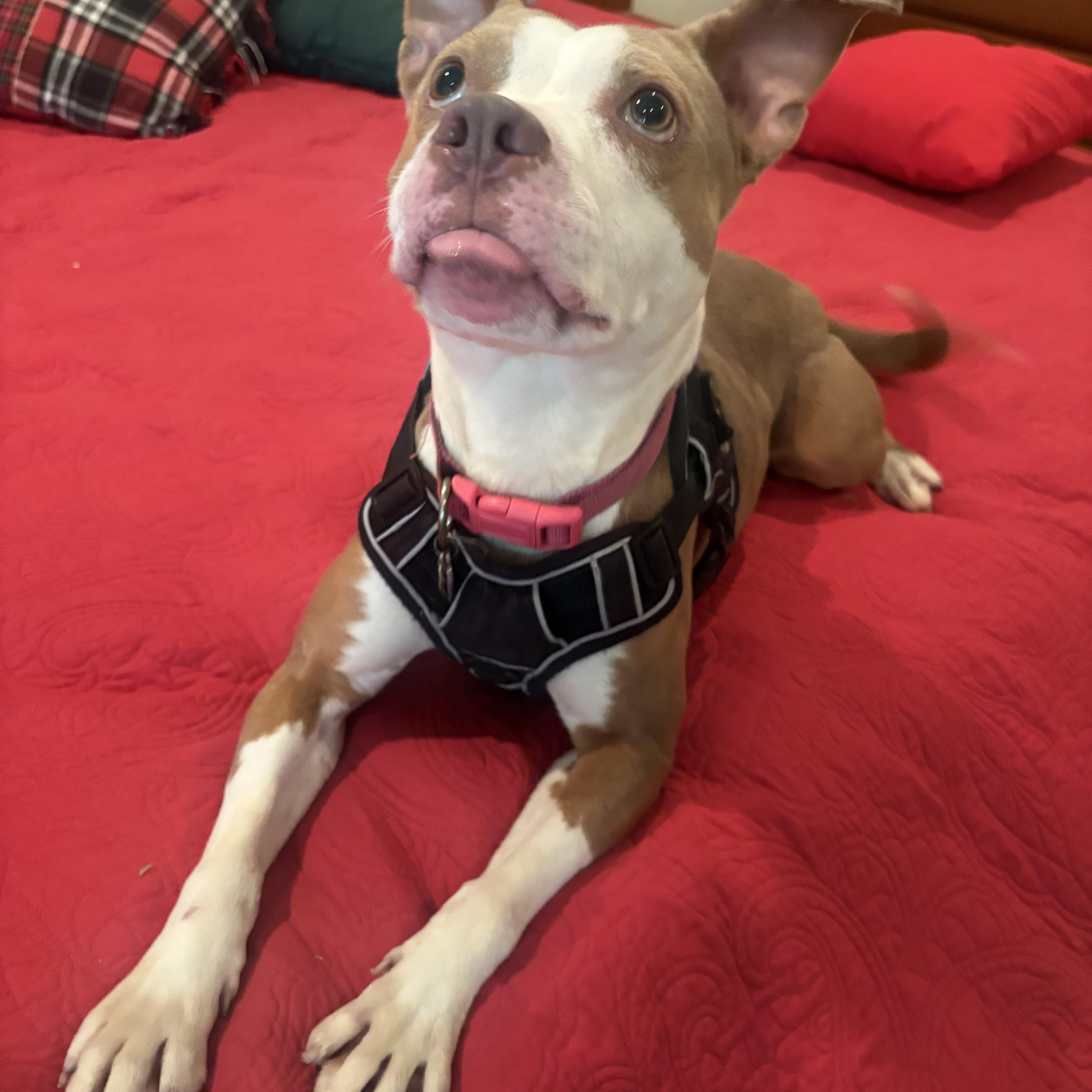 Athena, ADOPTABLE, Adult Female Terrier.