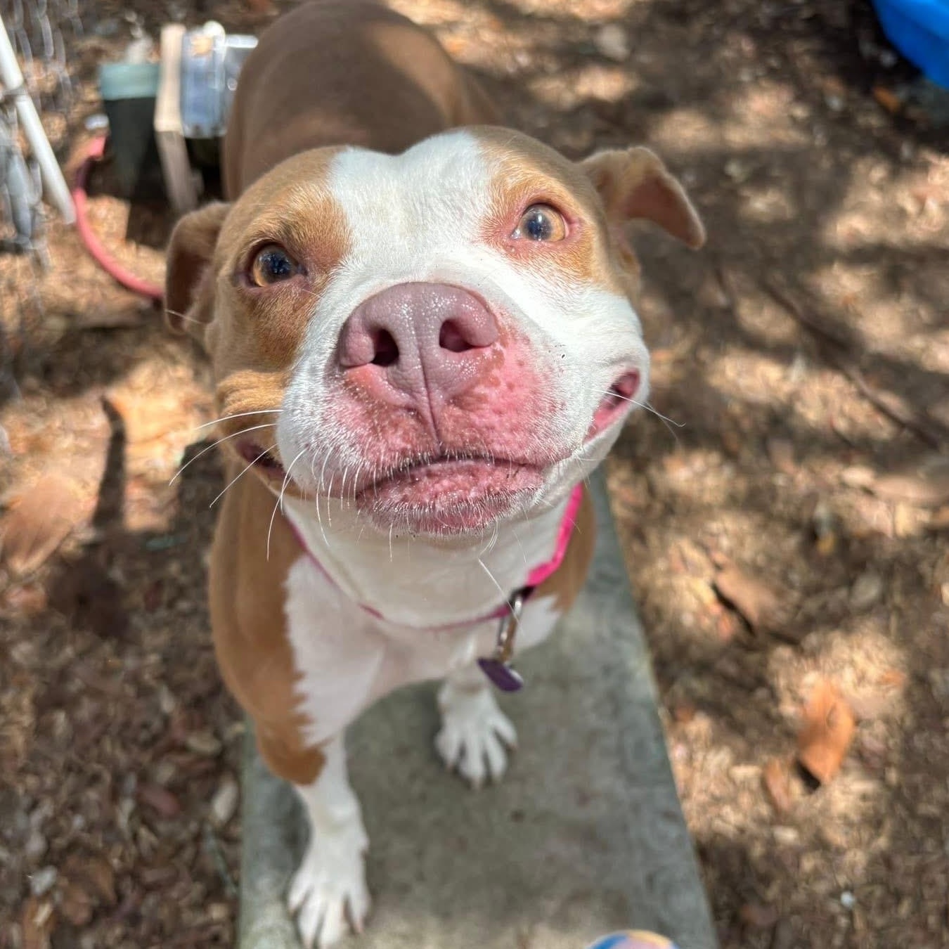 Athena, ADOPTABLE, Adult Female Terrier.