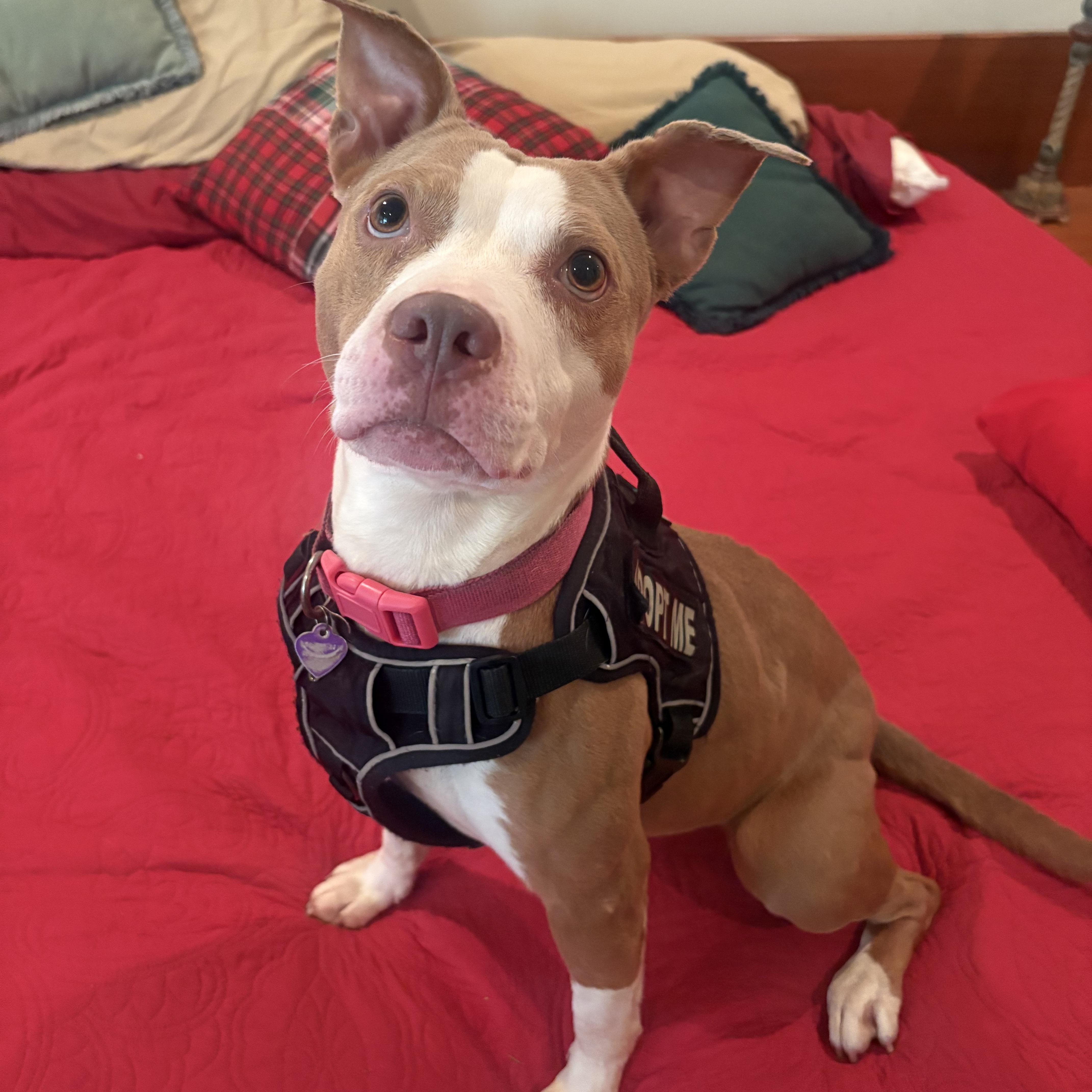 Enlarge Athena, a ADOPTABLE Terrier in St. Augustine, FL image 6/6