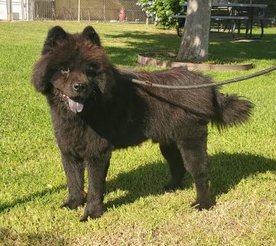 Leo (Chow), Adoptable, Senior Male Chow Chow.