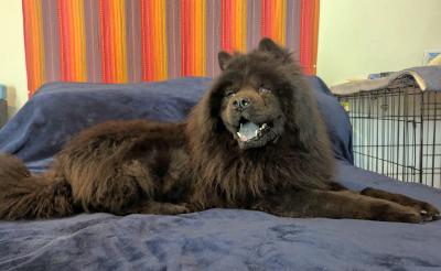 Leo (Chow), Adoptable, Adult Male Chow Chow.