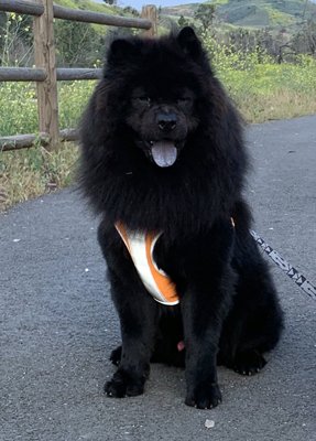 Leo (Chow)