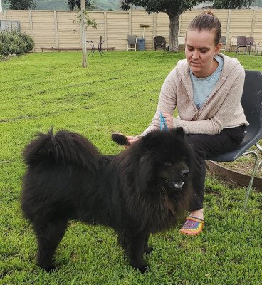 Leo (Chow), a Adoptable Chow Chow in Santa Paula, CA image 3/3