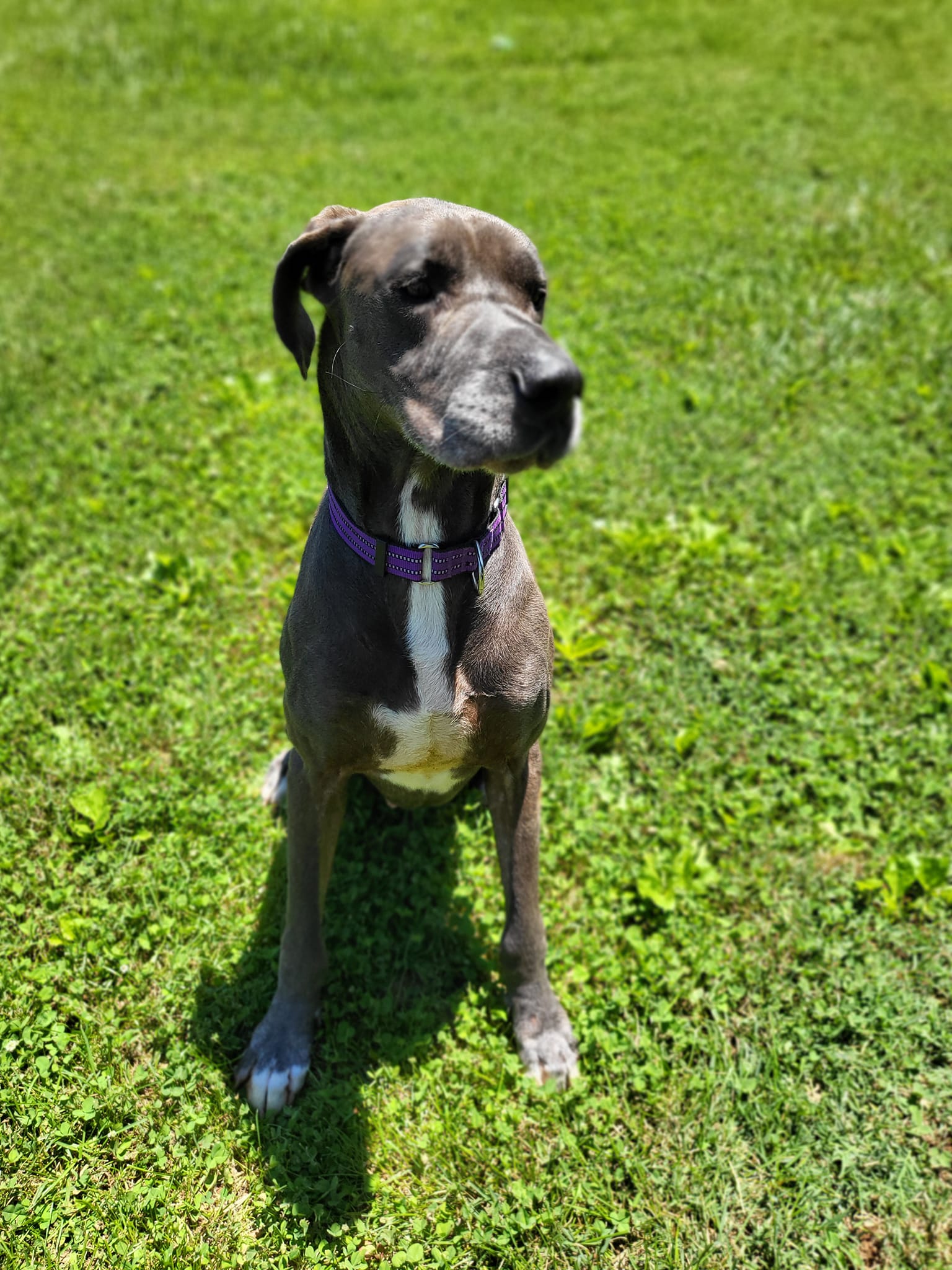 Enlarge Knuckles, a Adoptable Great Dane in Salisbury, NC image 1/6
