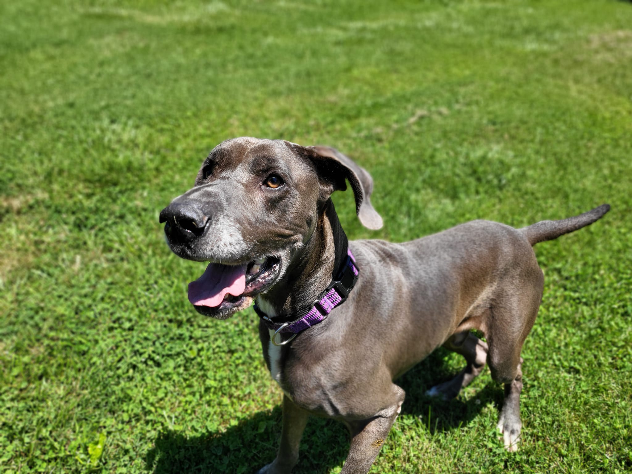Enlarge Knuckles, a Adoptable Great Dane in Salisbury, NC image 3/6