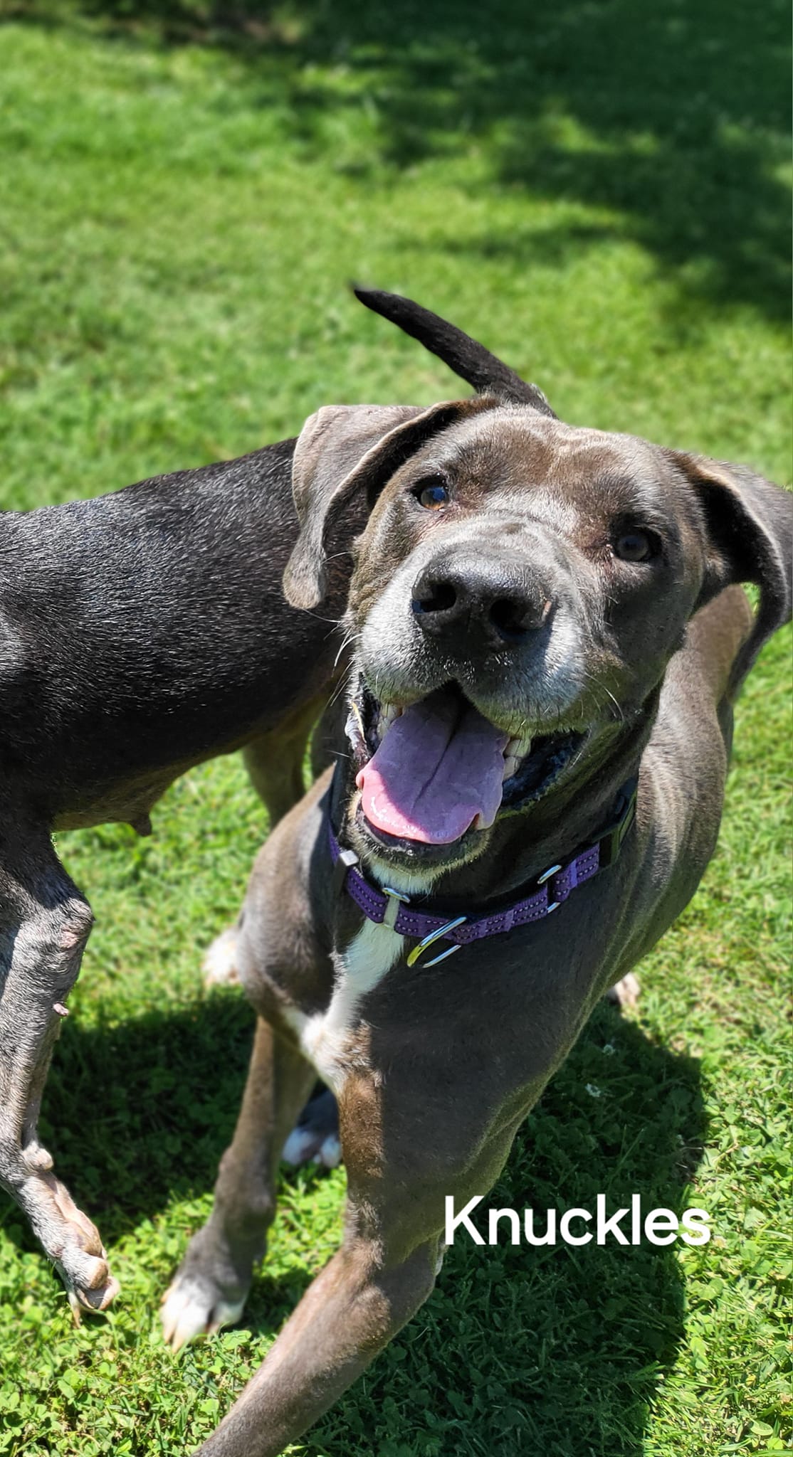 Enlarge Knuckles, a Adoptable Great Dane in Salisbury, NC image 2/6