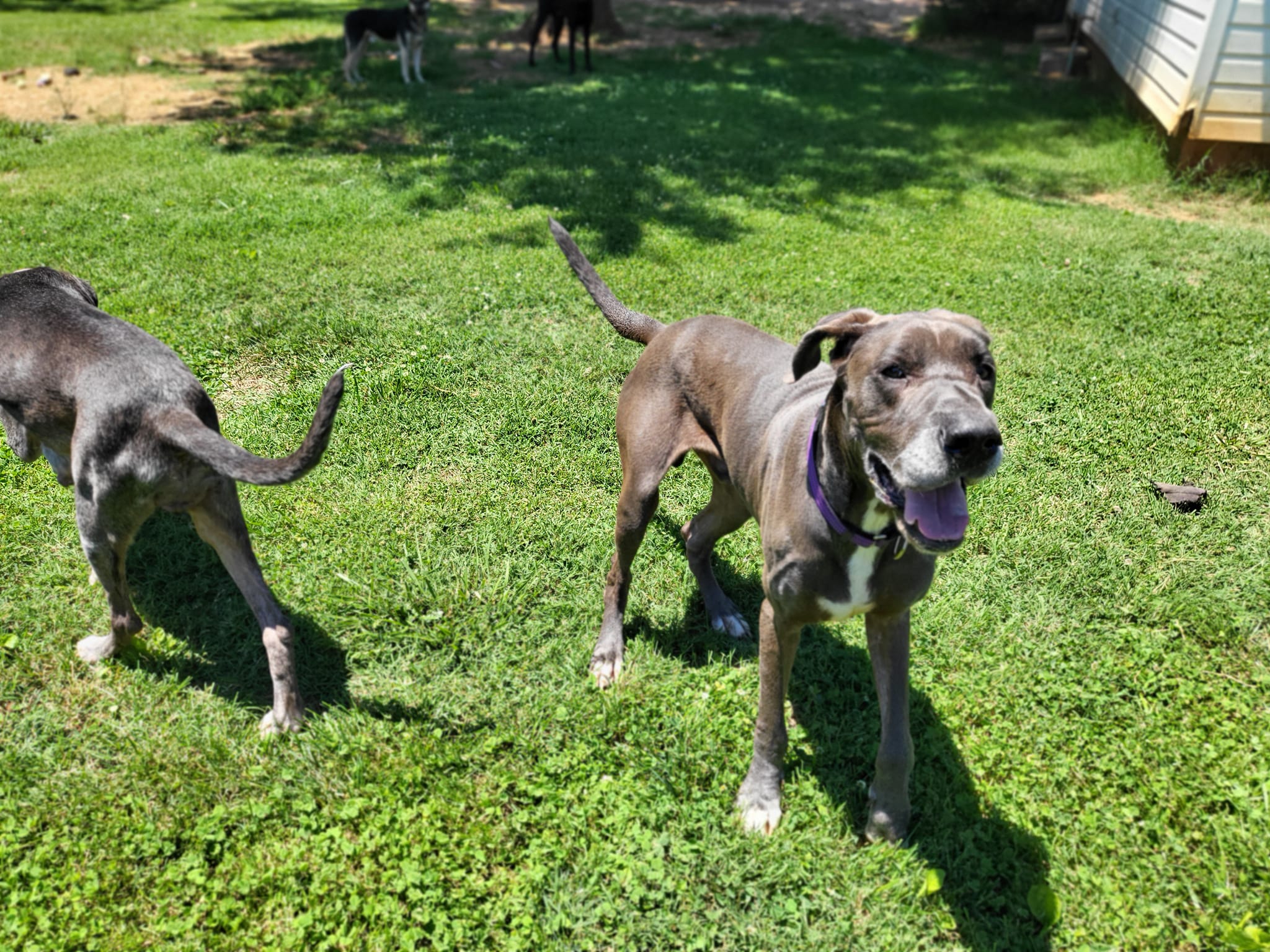 Enlarge Knuckles, a Adoptable Great Dane in Salisbury, NC image 6/6