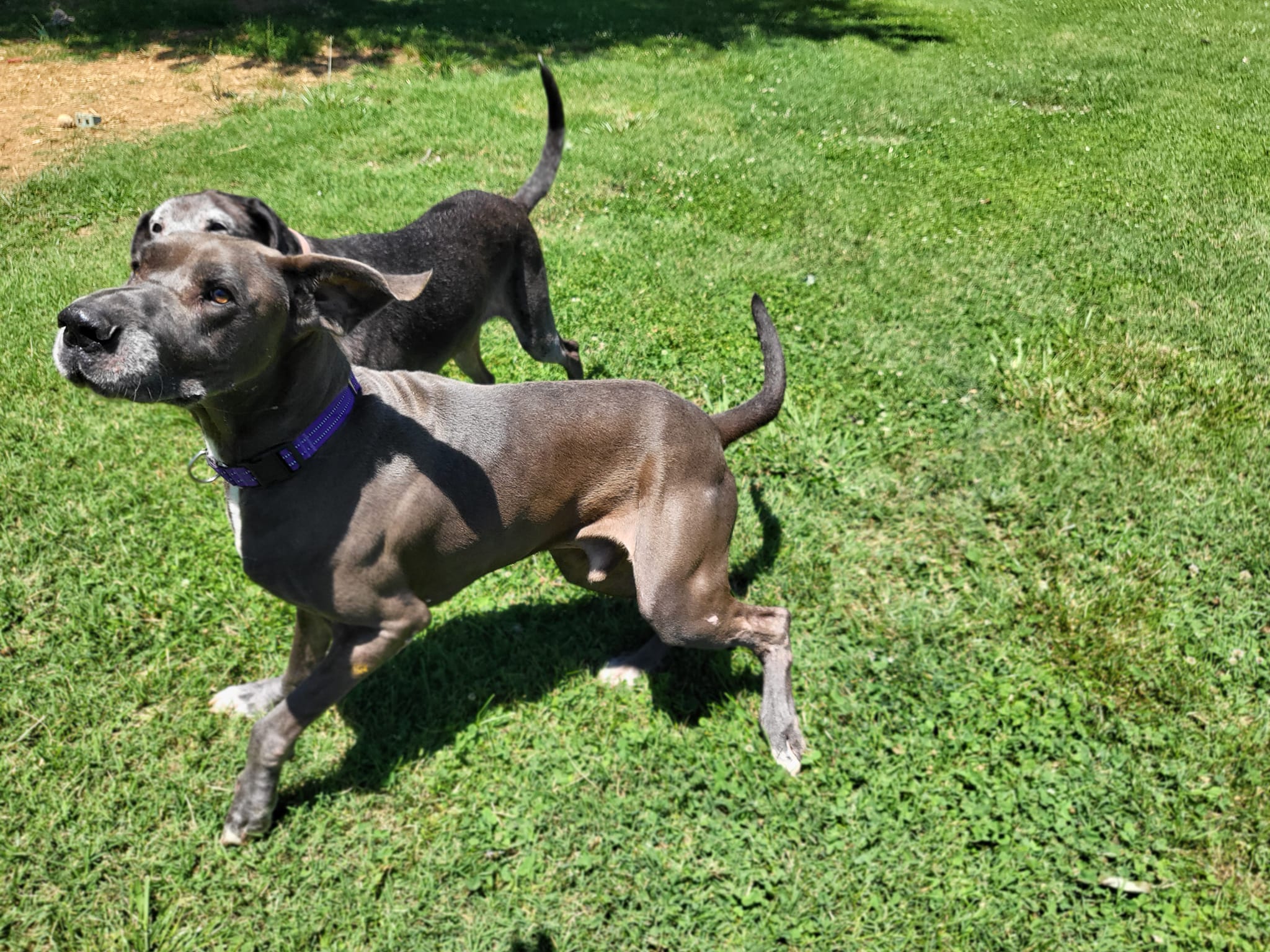 Enlarge Knuckles, a Adoptable Great Dane in Salisbury, NC image 5/6
