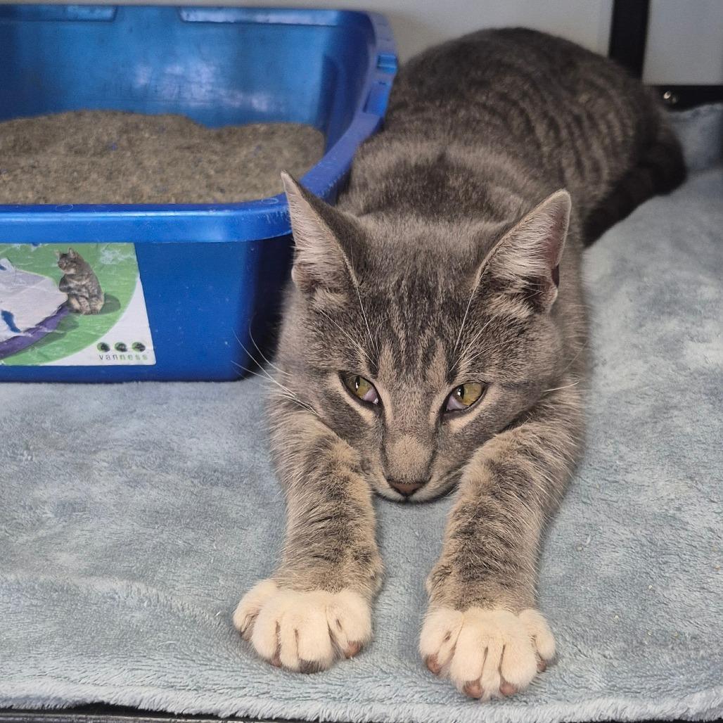 Malcolm, Adoptable, Young Male Domestic Short Hair.