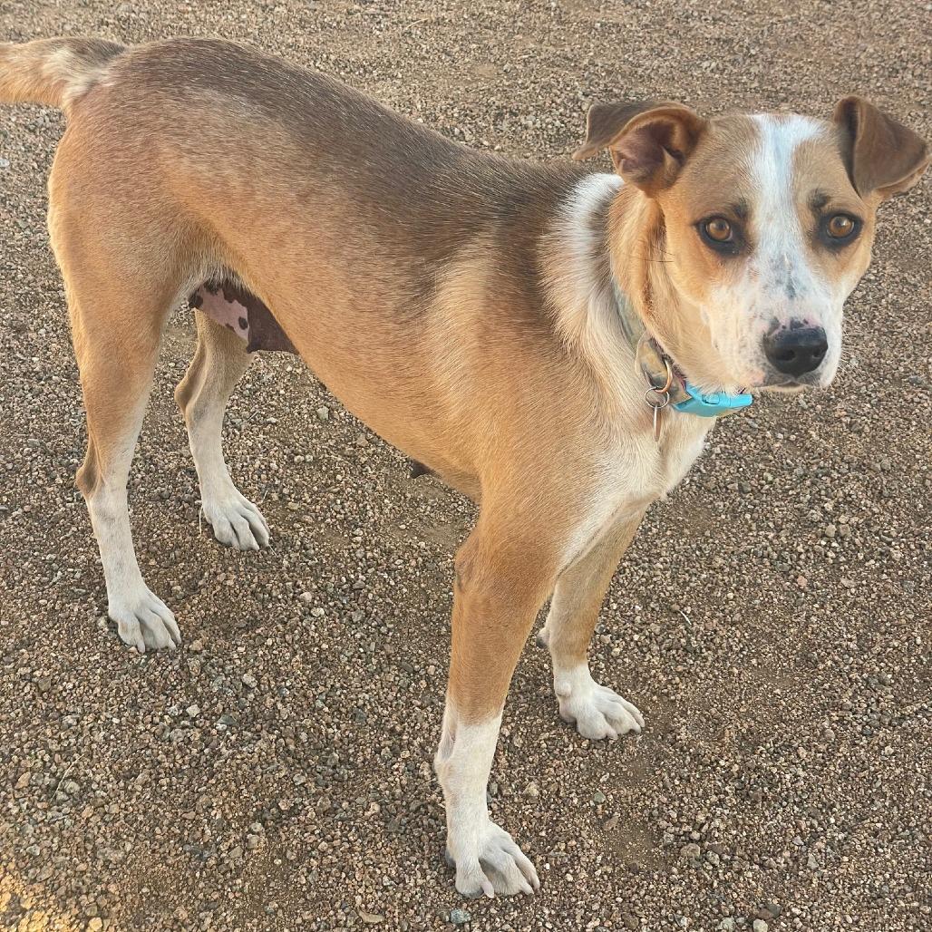 Quinn, a Adoptable mixed breed in Prescott, AZ image 1/6