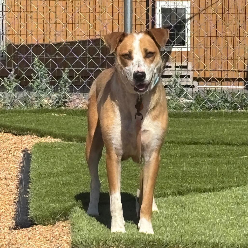 Quinn, a Adoptable mixed breed in Prescott, AZ image 2/6