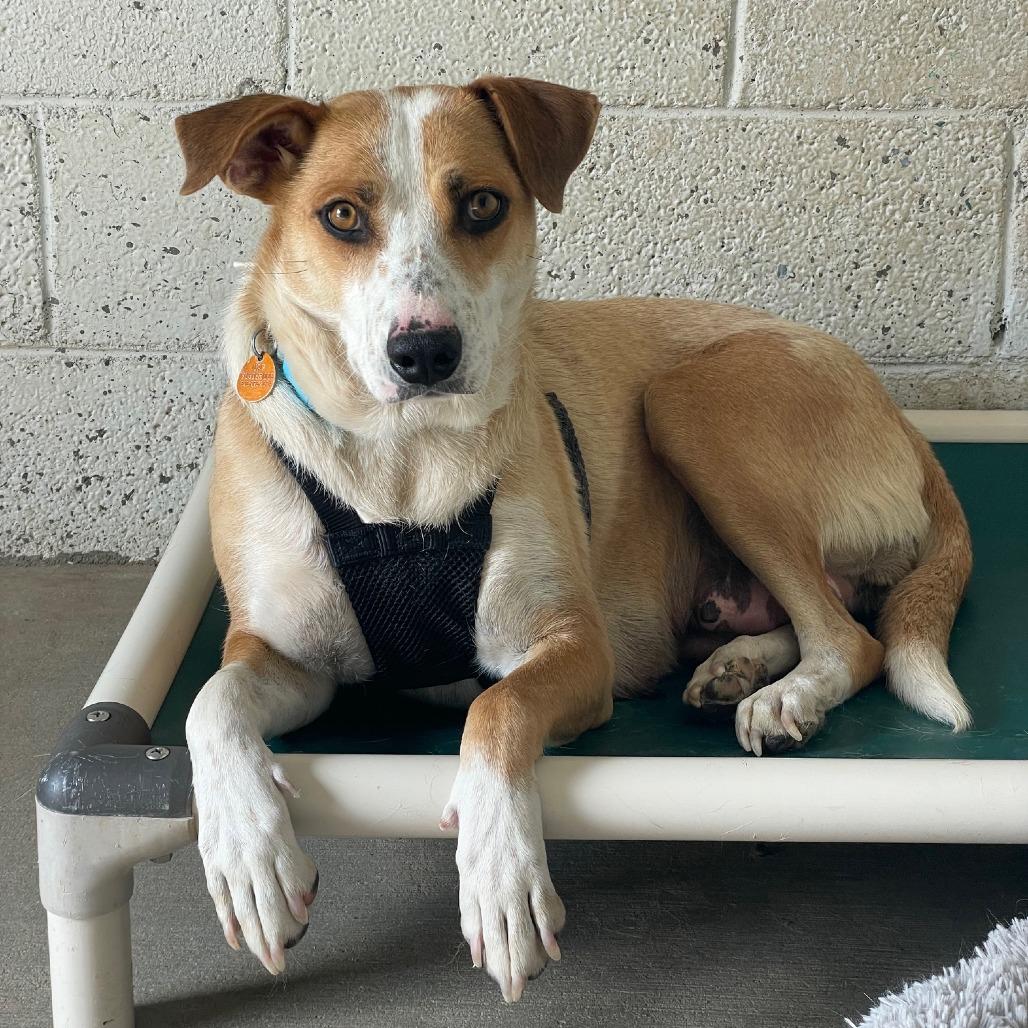 Quinn, a Adoptable mixed breed in Prescott, AZ image 3/6