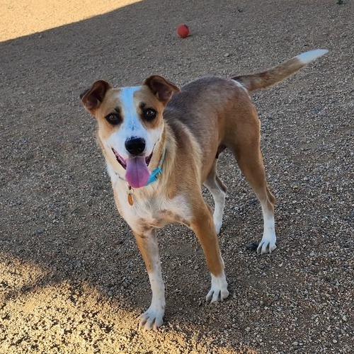 Quinn, a Adoptable mixed breed in Prescott, AZ image 4/6