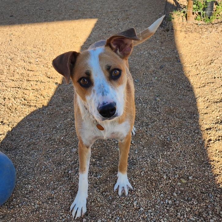 Quinn, a Adoptable mixed breed in Prescott, AZ image 5/6