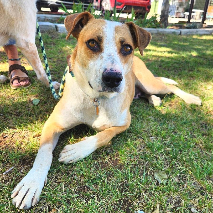 Quinn, a Adoptable mixed breed in Prescott, AZ image 6/6