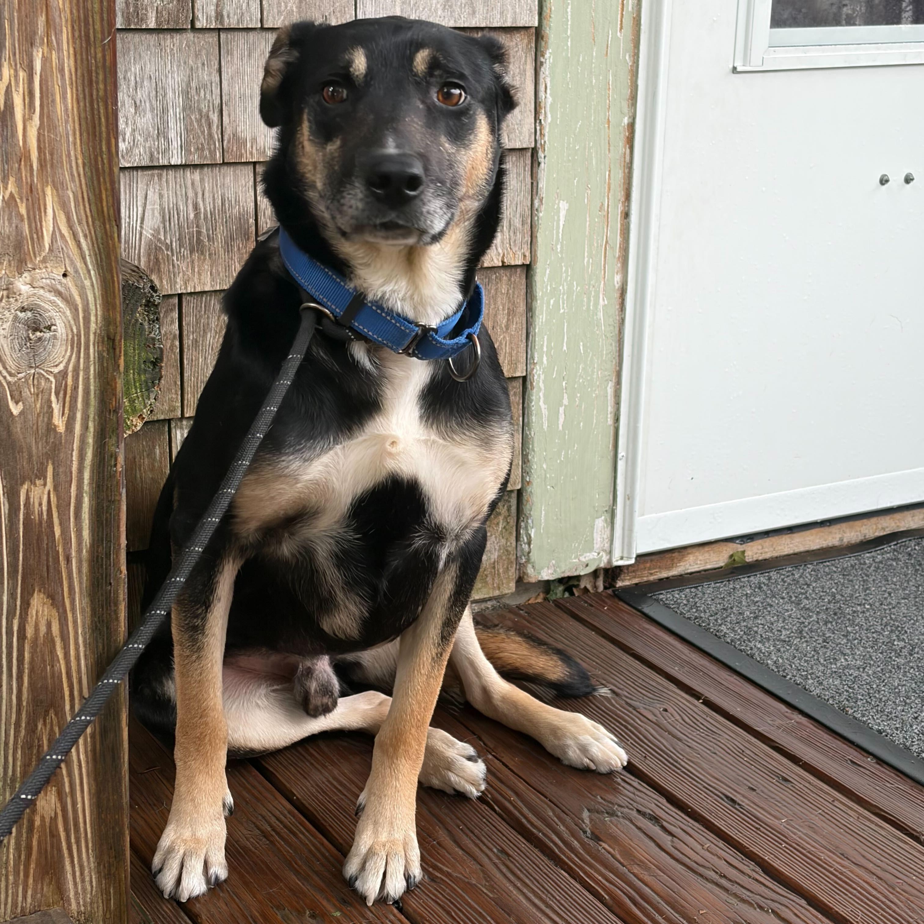 Enlarge Ranger, a Adoptable mixed breed in New Bedford, MA image 2/2
