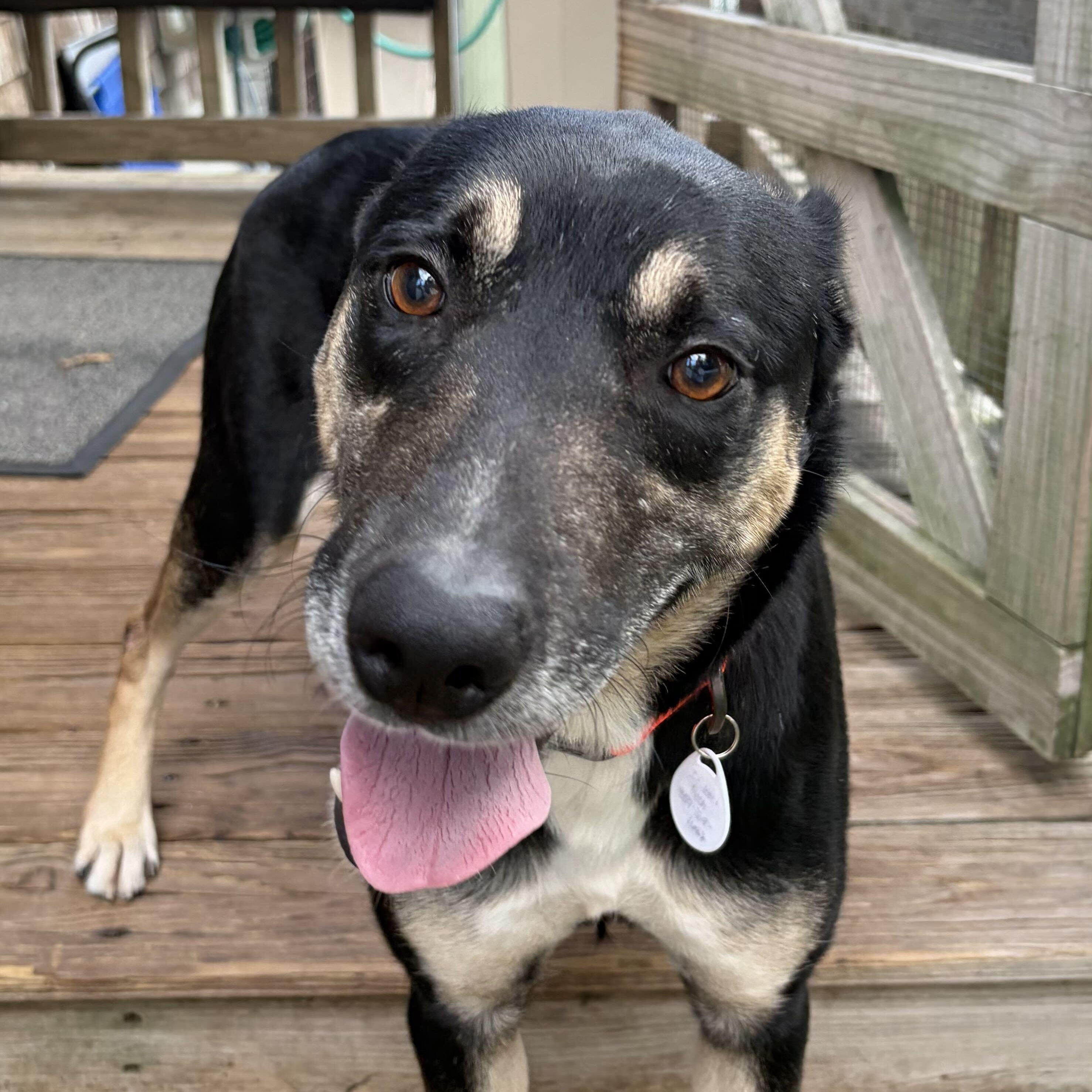 Ranger, Adoptable, Adult Male Shepherd.