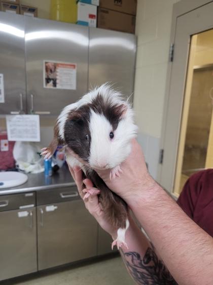 Ice cream Chipwhich, Adoptable, Young Male Guinea Pig & Guinea Pig.