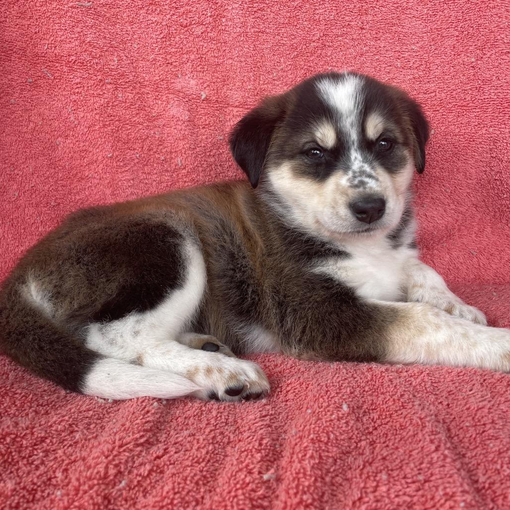 Novi, Adoptable, Puppy Male German Shepherd Dog.