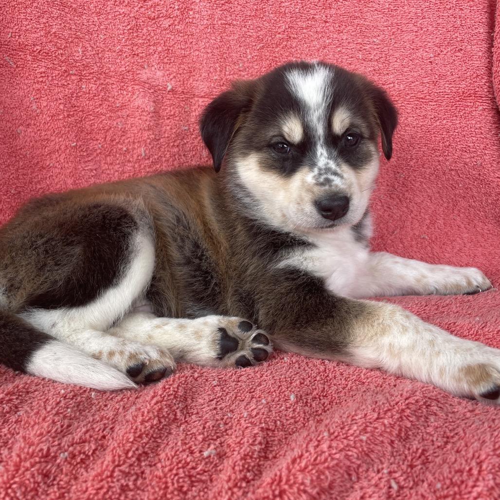 Enlarge Novi, a Adoptable German Shepherd Dog in Tucson, AZ image 2/3