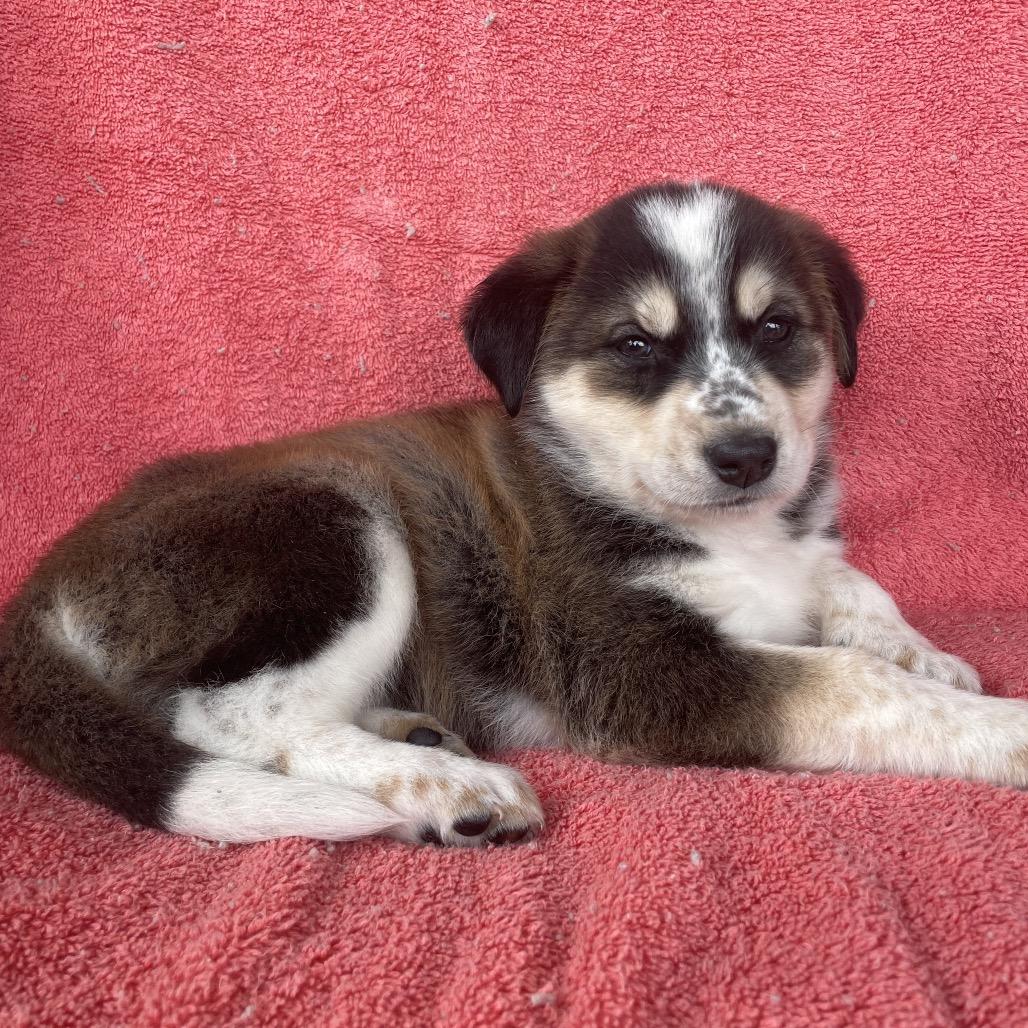 Novi, Adoptable, Puppy Male German Shepherd Dog.