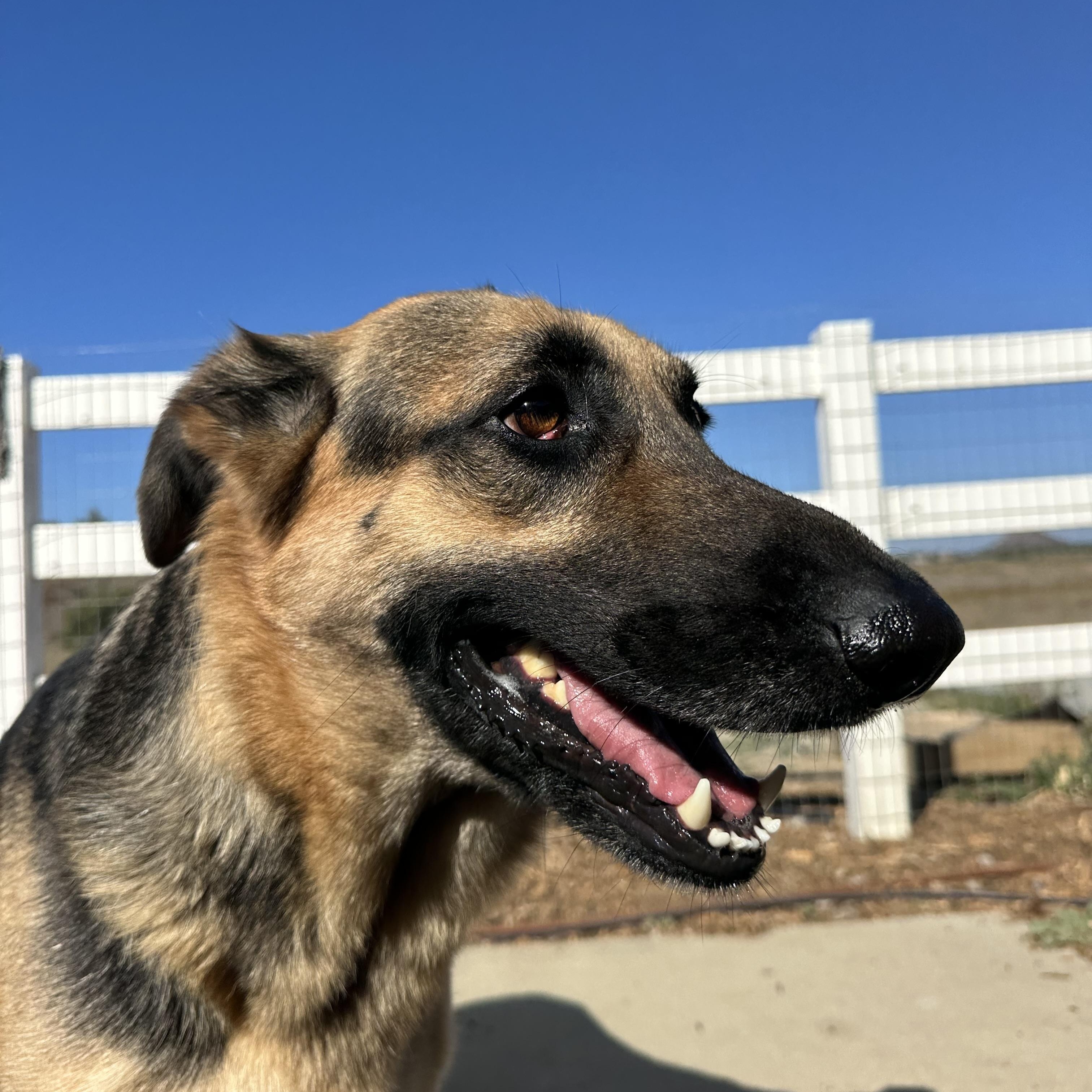 Enlarge Gryffin, a Adoptable German Shepherd Dog in Winchester, CA image 6/6