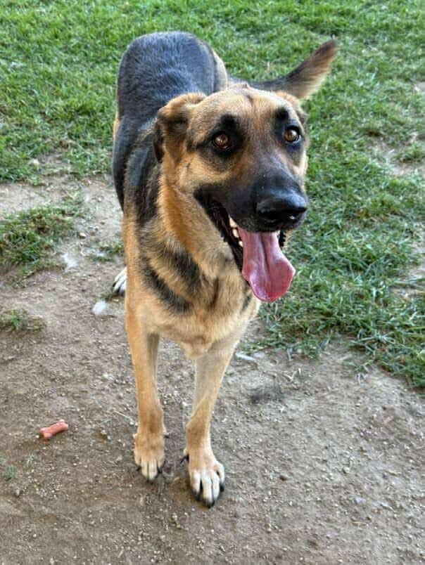 Enlarge Gryffin, a Adoptable German Shepherd Dog in Winchester, CA image 2/6