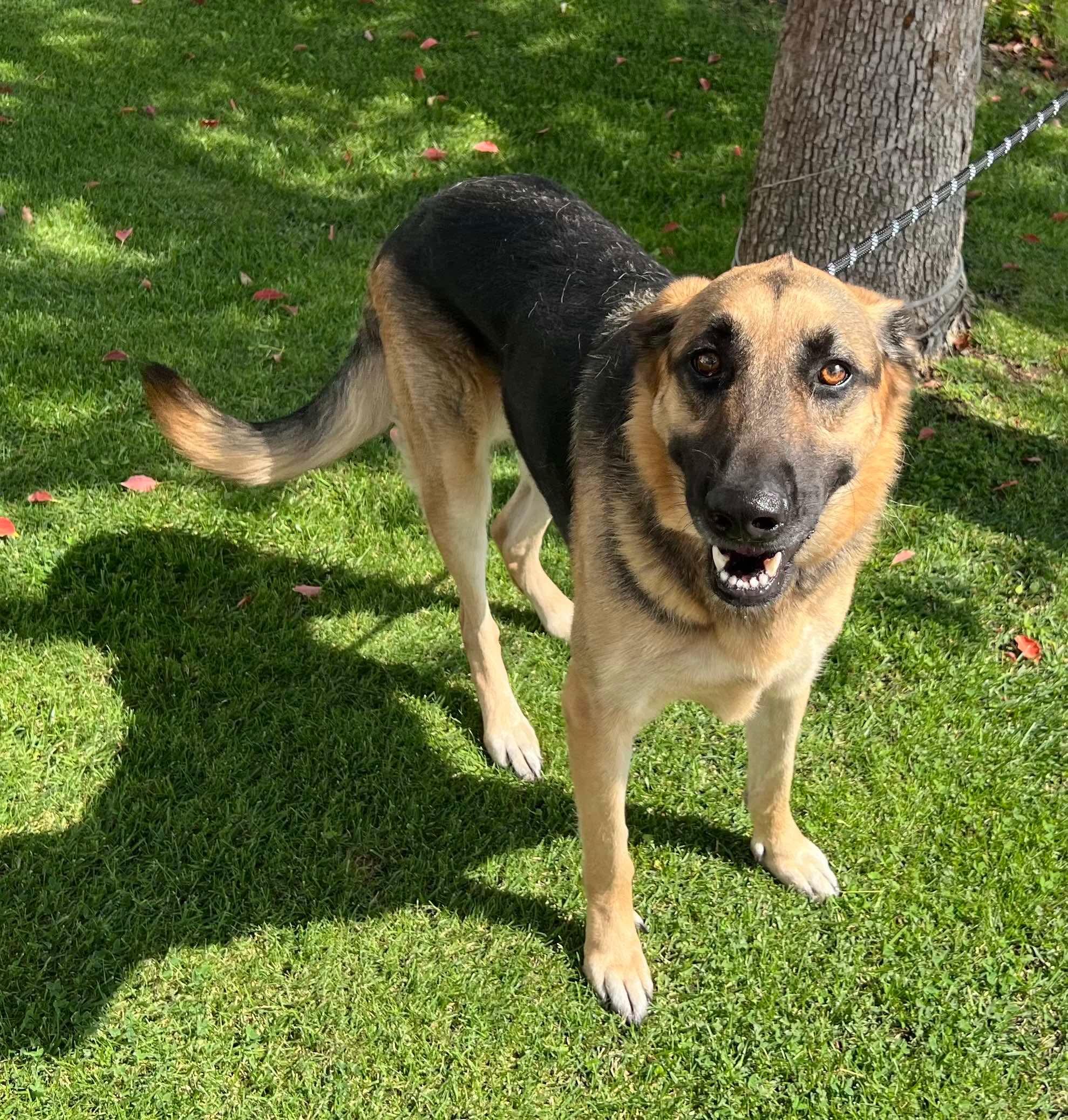Gryffin, Adoptable, Adult Male German Shepherd Dog.