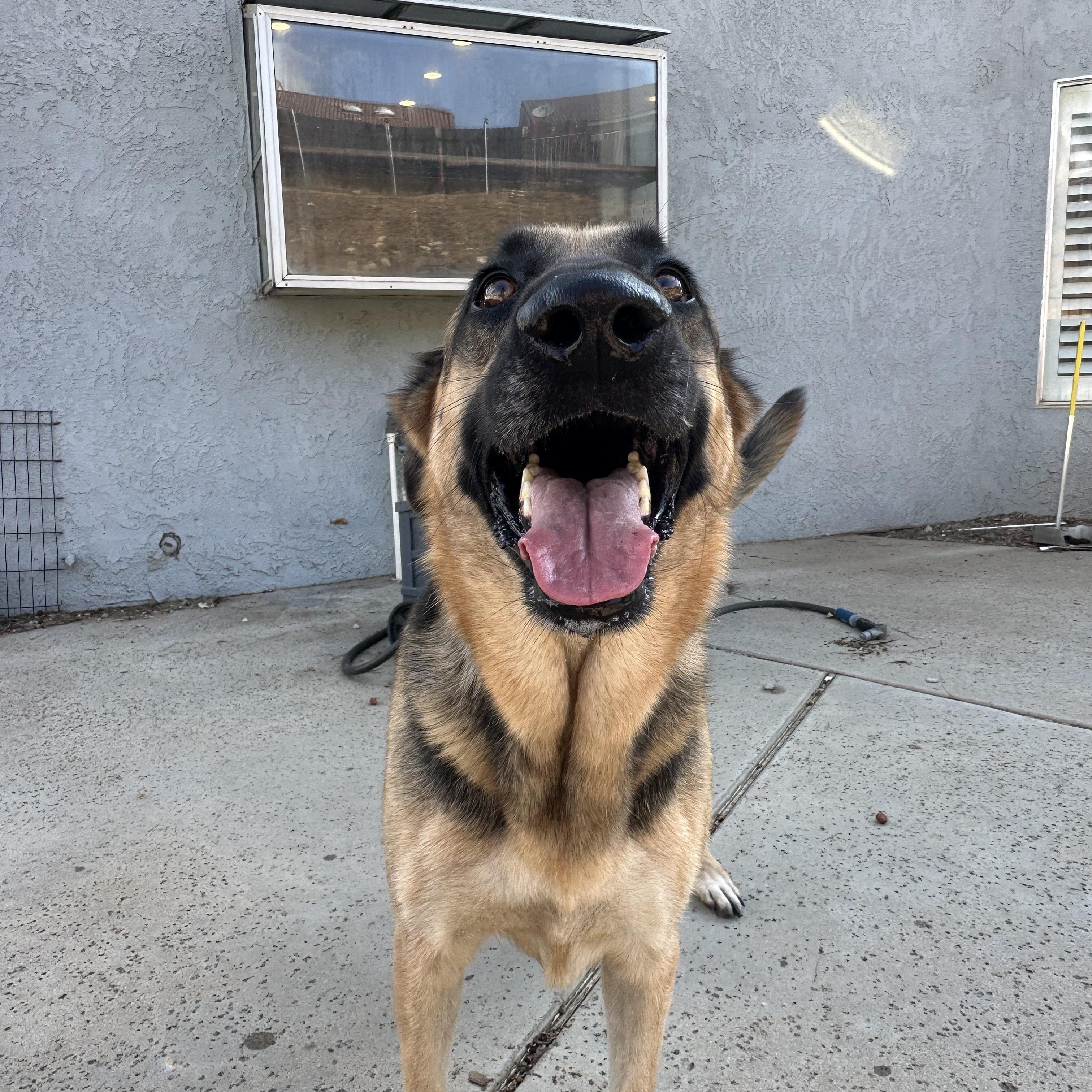 Enlarge Gryffin, a Adoptable German Shepherd Dog in Winchester, CA image 3/6