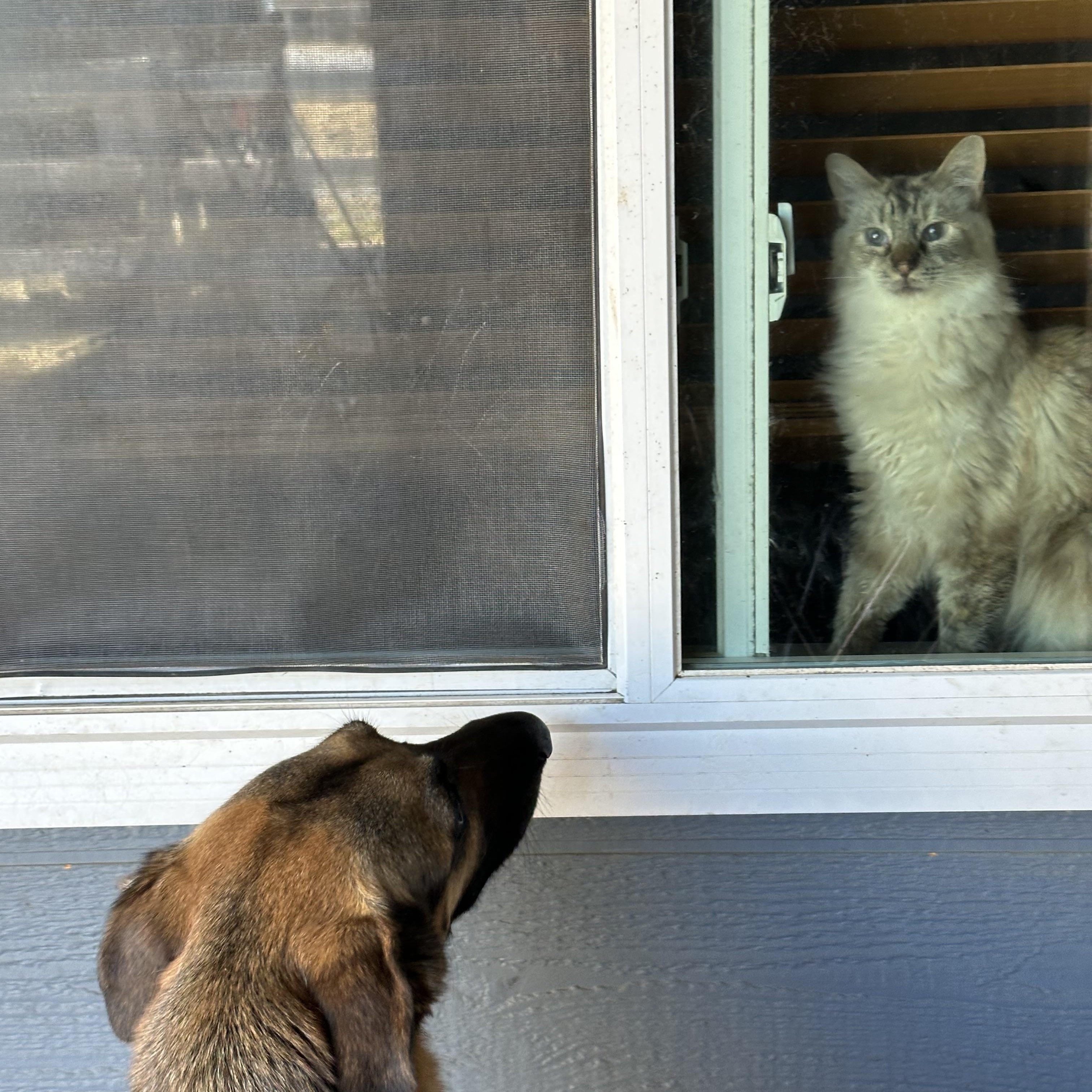 Enlarge Gryffin, a Adoptable German Shepherd Dog in Winchester, CA image 5/6