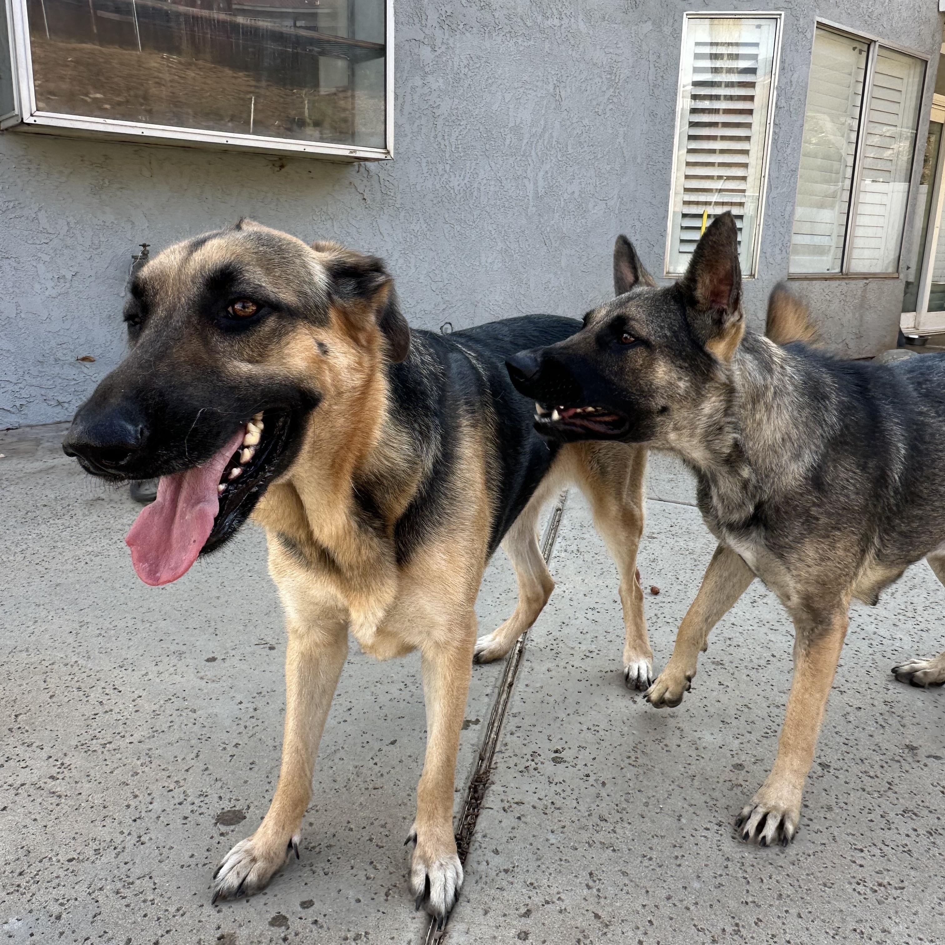 Enlarge Gryffin, a Adoptable German Shepherd Dog in Winchester, CA image 4/6