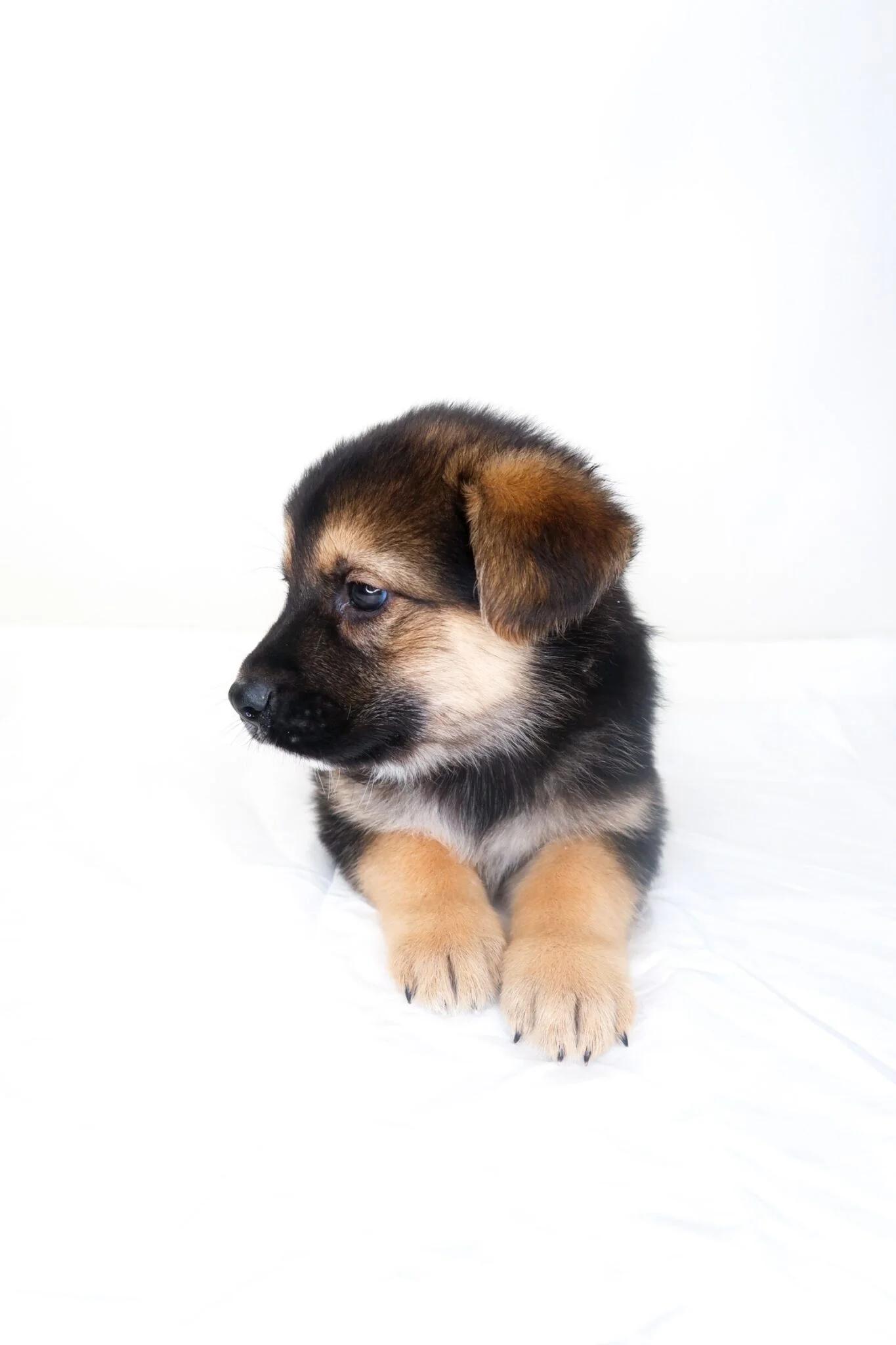 Enlarge Flynt, an adopted mixed breed in Bixby, OK image 3/4