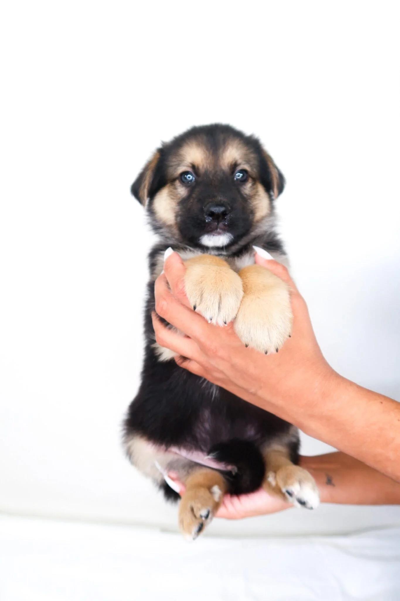 Enlarge Flynt, an adopted mixed breed in Bixby, OK image 4/4