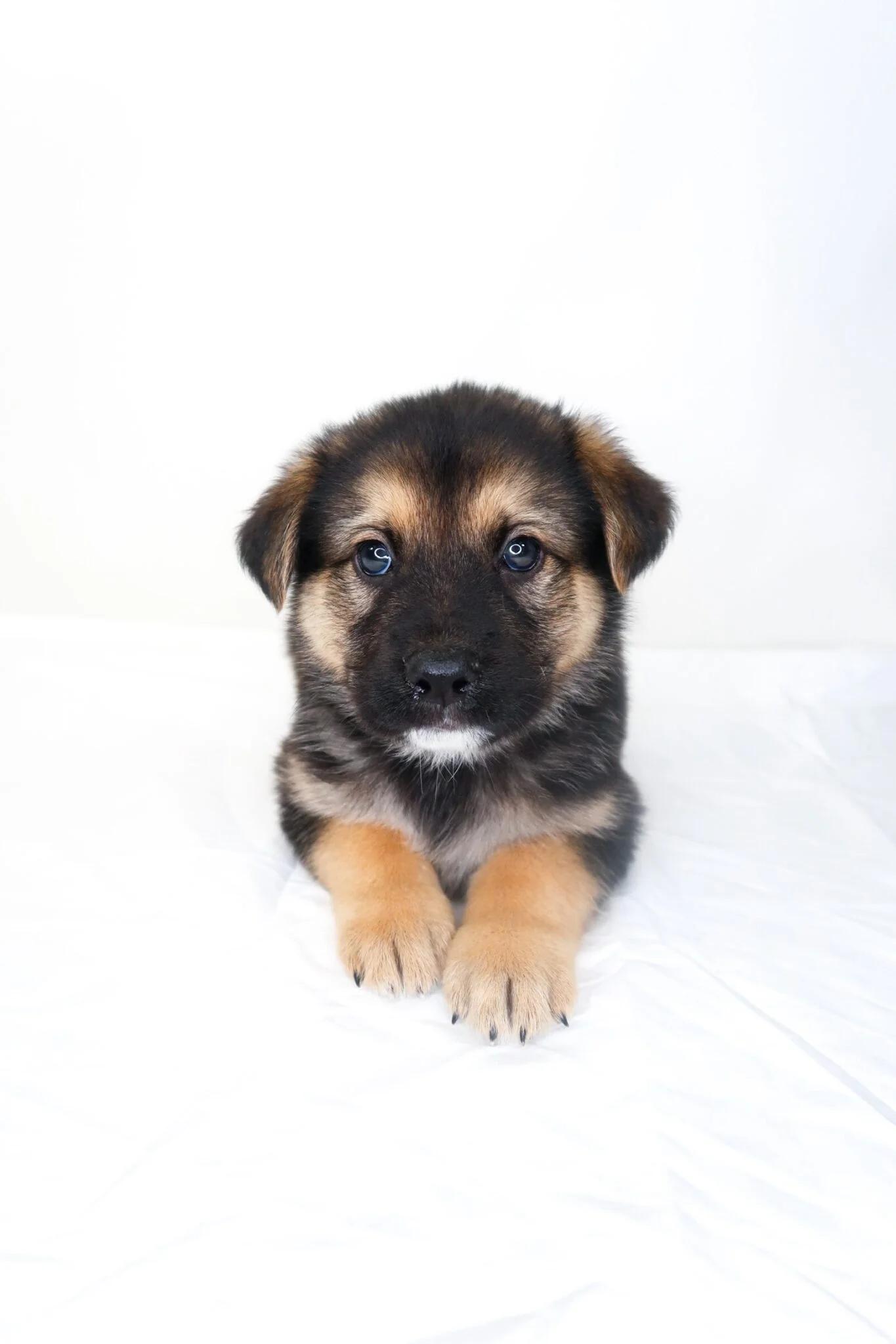 Flynt, adopted, Puppy Male Shepherd.
