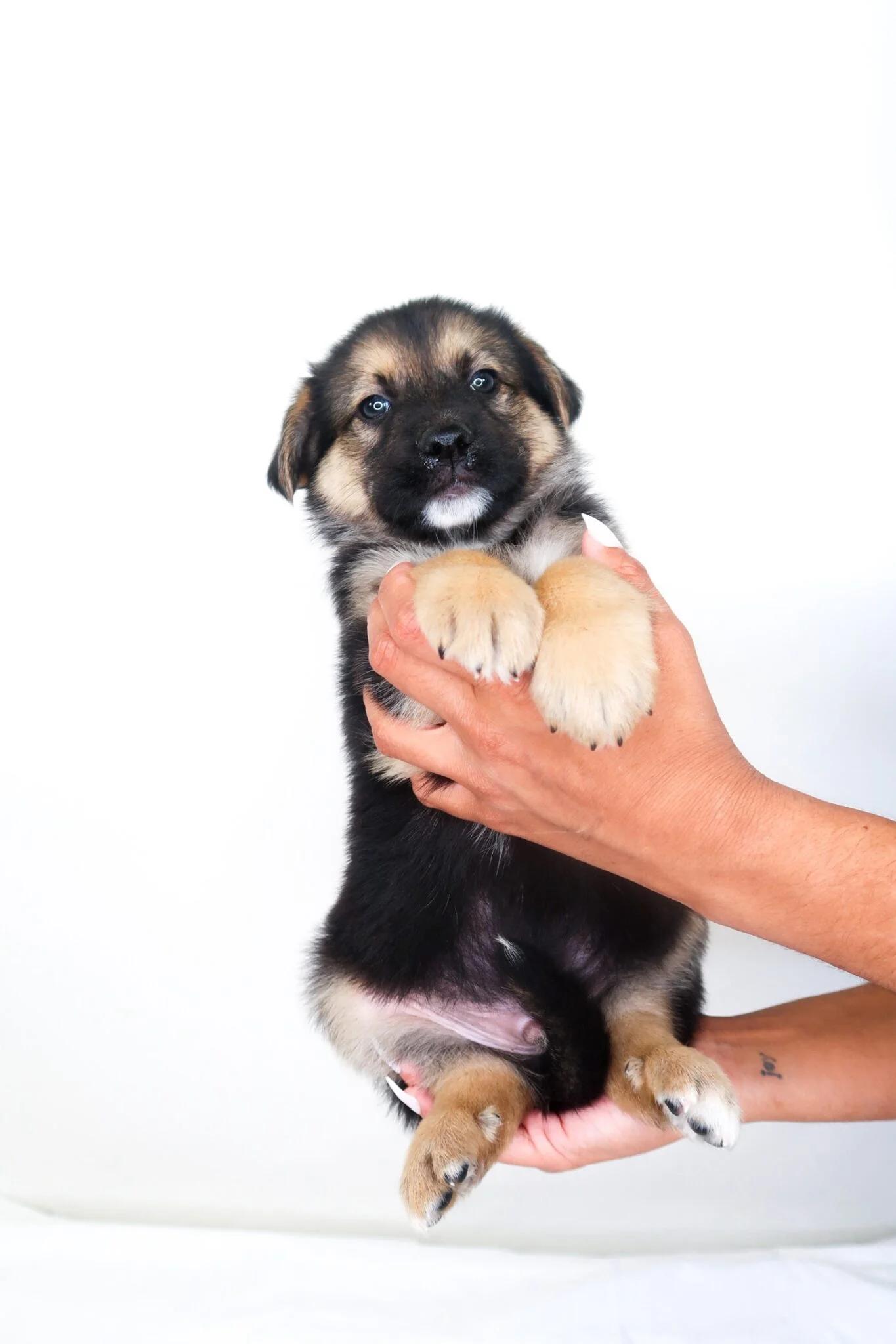 Enlarge Flynt, an adopted mixed breed in Bixby, OK image 2/4
