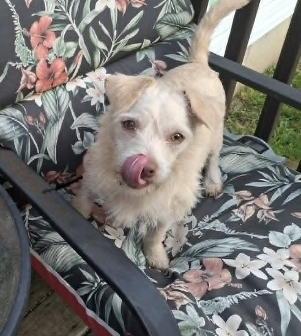 Casper, an adoptable mixed breed in Homer, MI image 5/6