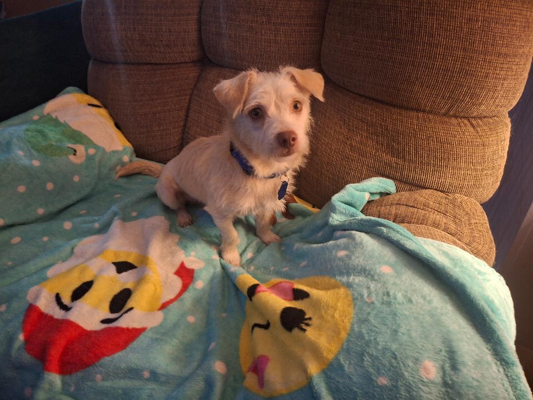 Enlarge Casper, a ADOPTABLE mixed breed in Homer, MI image 6/6