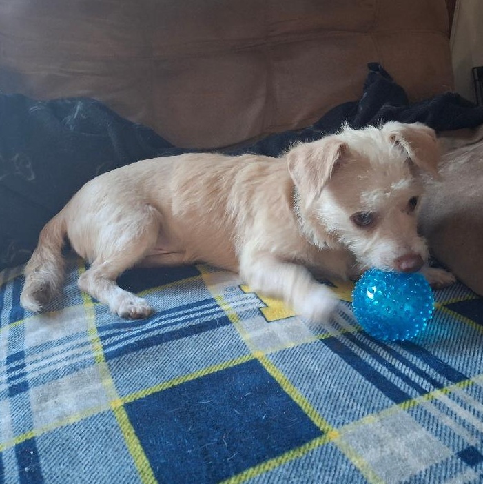 Enlarge Casper, a ADOPTABLE mixed breed in Homer, MI image 4/6