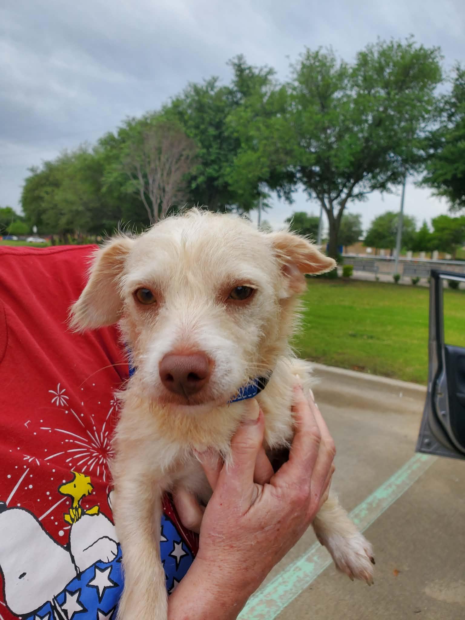 Enlarge Casper, a ADOPTABLE mixed breed in Homer, MI image 2/6