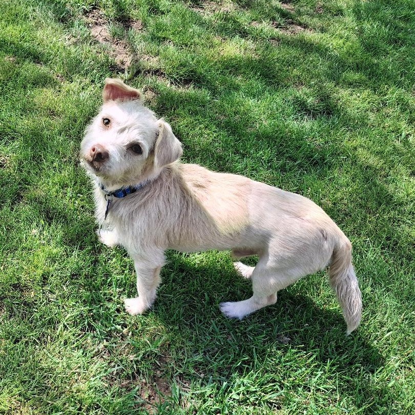 Enlarge Casper, a ADOPTABLE mixed breed in Homer, MI image 5/6