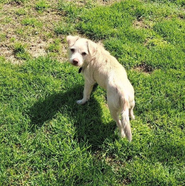 Enlarge Casper, a ADOPTABLE mixed breed in Homer, MI image 3/6
