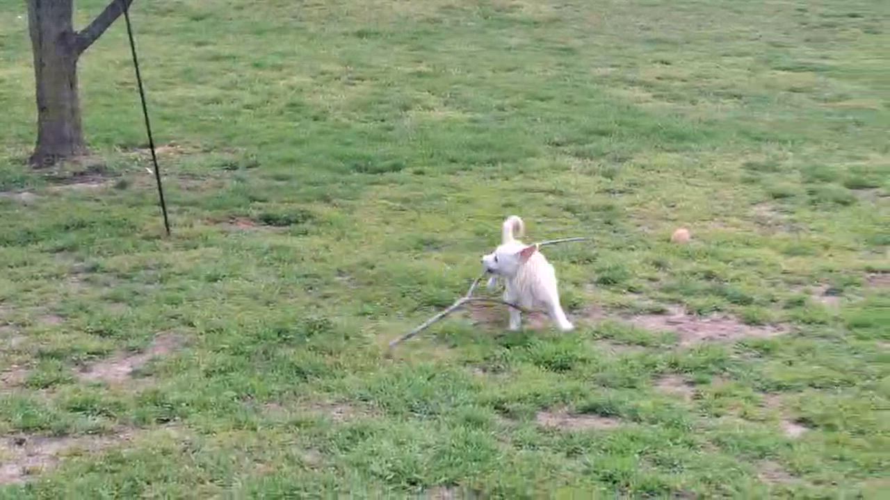 Enlarge Casper, an adoptable mixed breed in Homer, MI video 6/6