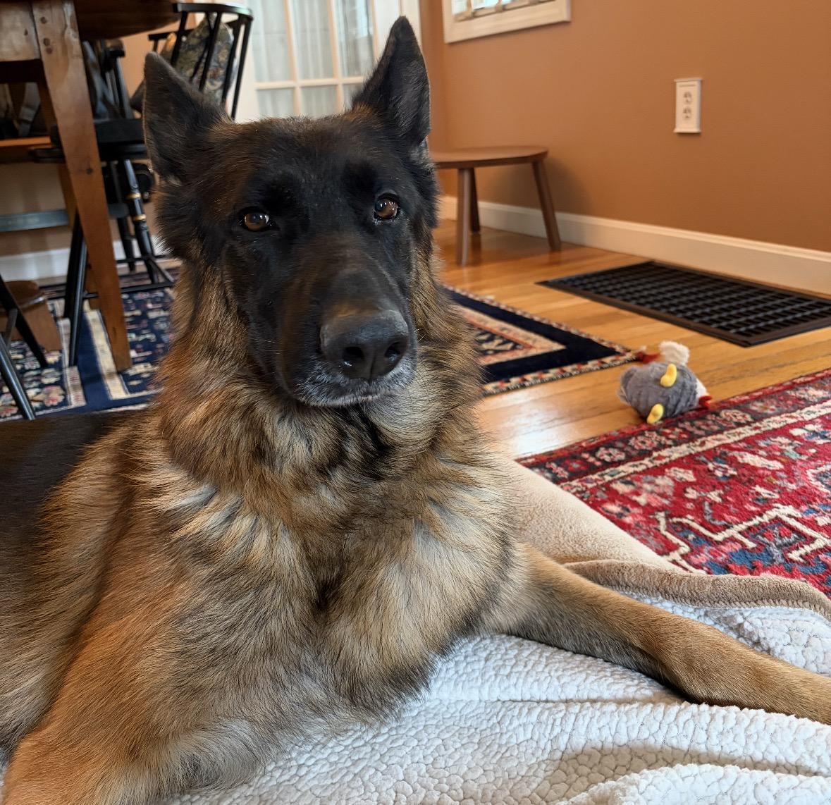 Enlarge Dexter, an adopted German Shepherd Dog in Pembroke, MA image 4/5