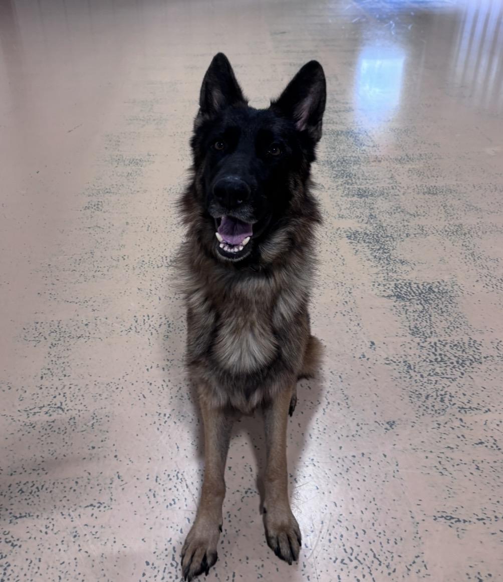 Enlarge Dexter, an adopted German Shepherd Dog in Pembroke, MA image 3/5