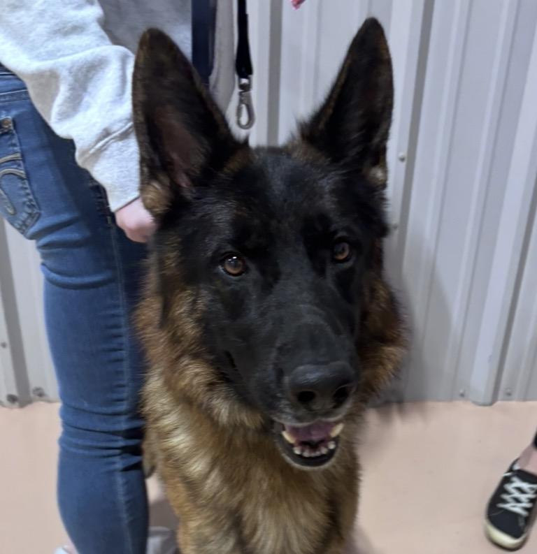 Enlarge Dexter, an adopted German Shepherd Dog in Pembroke, MA image 5/5